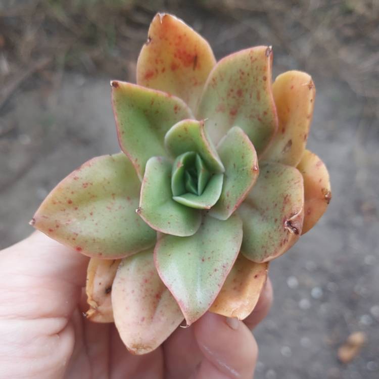 Plant image Echeveria Green Smile