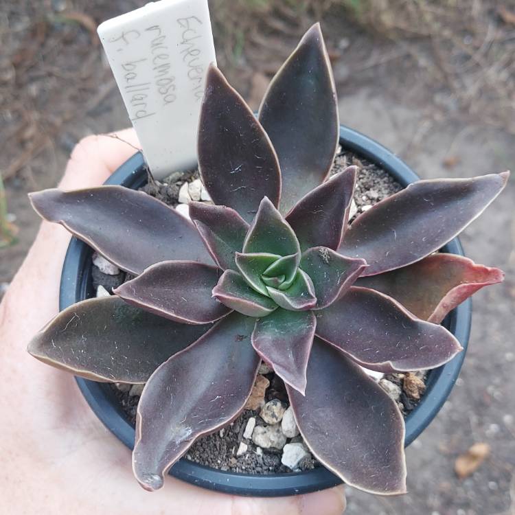 plant image 1662569