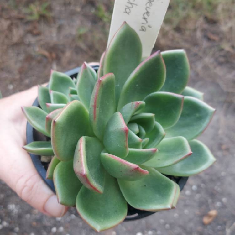 Plant image Echeveria Mocha