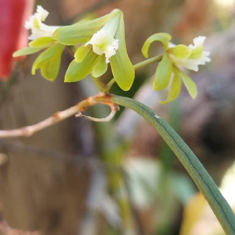 plant image 1665640