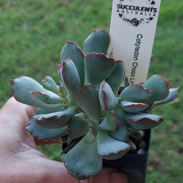 plant image 1667215