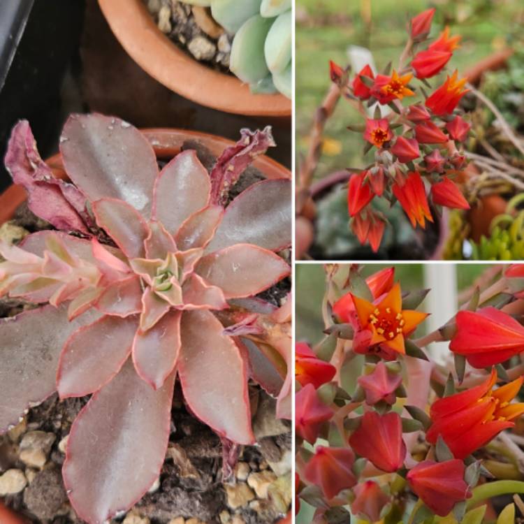 plant image 1669416