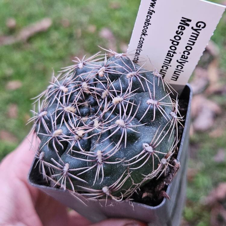 plant image 1670873