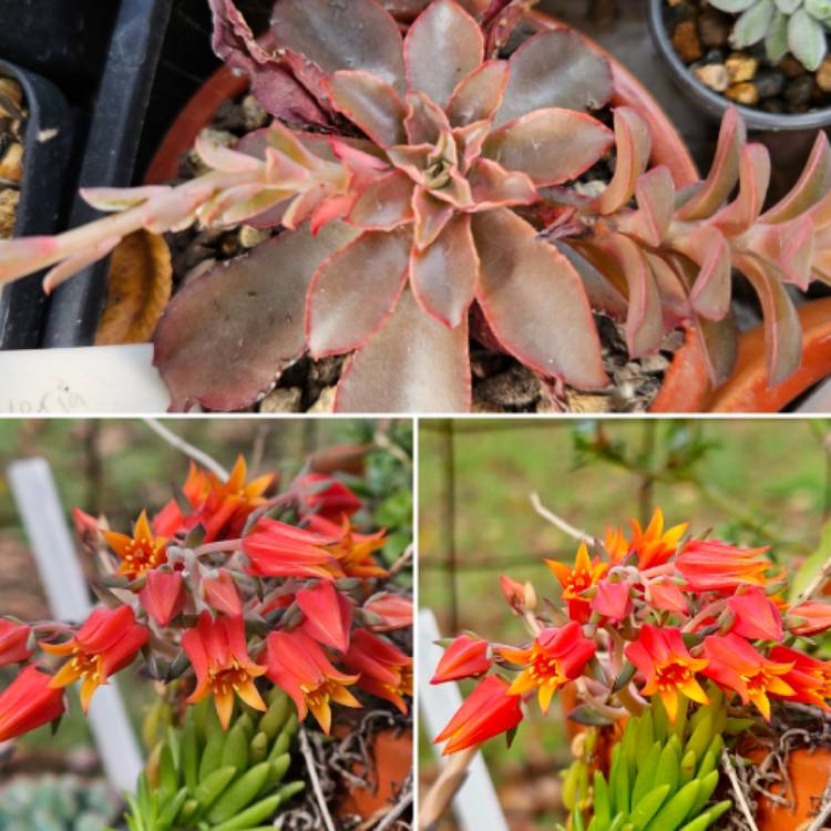 plant image 1671601
