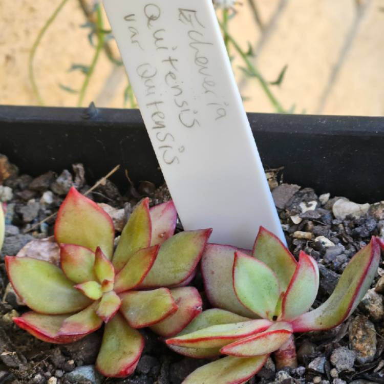 Plant image Echeveria Quitensis var. Quitensis