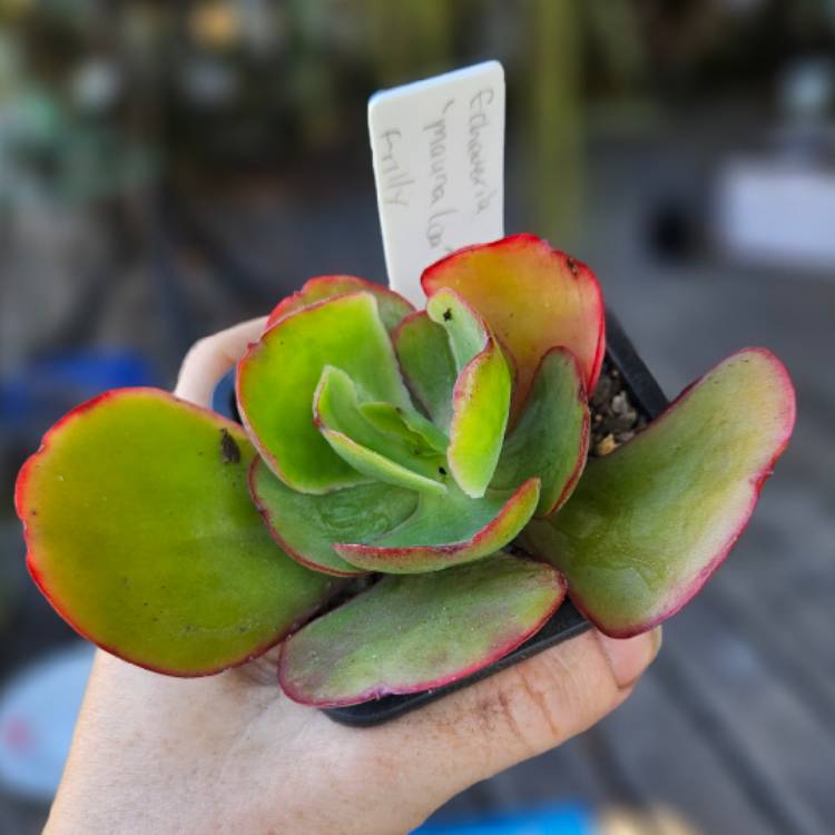 Plant image Echeveria Mauna Loa Green Form