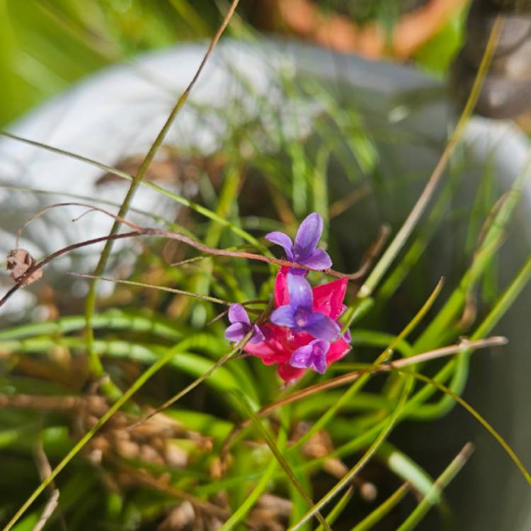 plant image 1676532 plant image 1676532