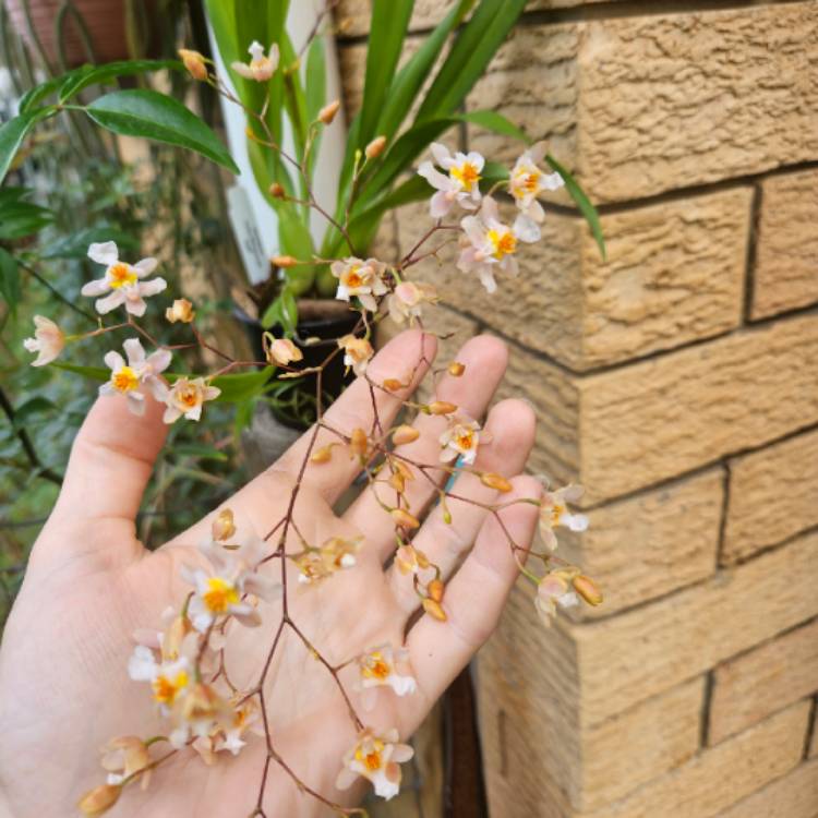 plant image 1676533