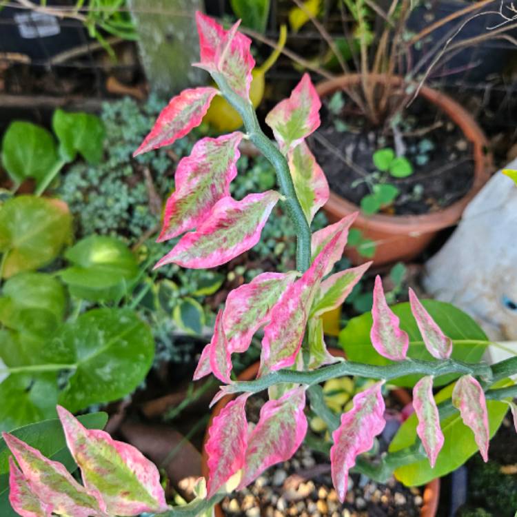 plant image 1676605 plant image 1676605