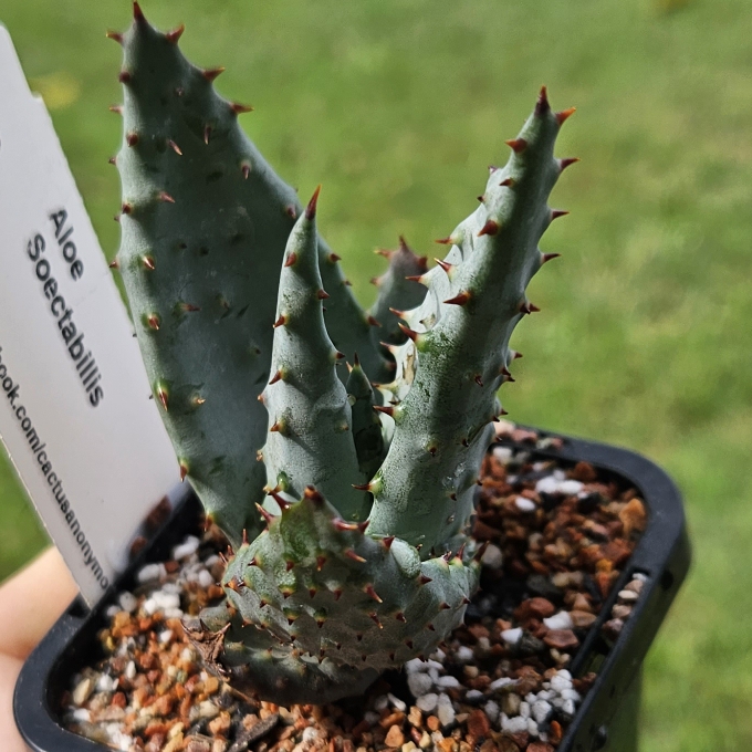 plant image 1678360