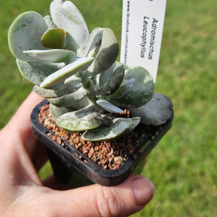 Plant image Adromischus Leucophyllus