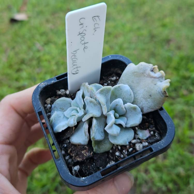 Plant image Echeveria ‘Crispate Beauty'