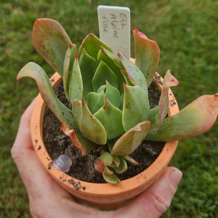 Plant image Echeveria Alpine Rose