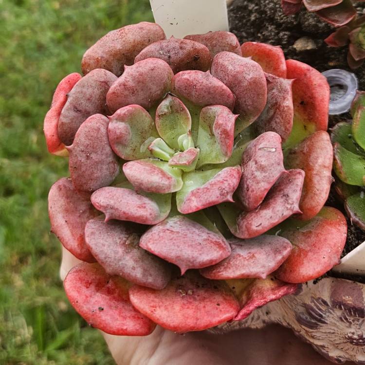 Plant image Echeveria Pagoda