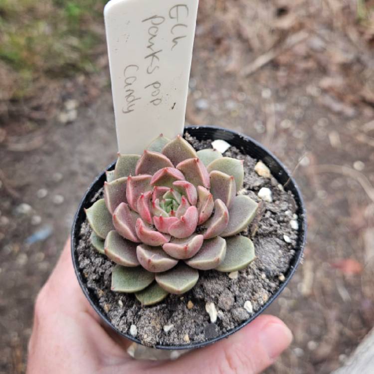 Plant image Echeveria Parks Pop Candy