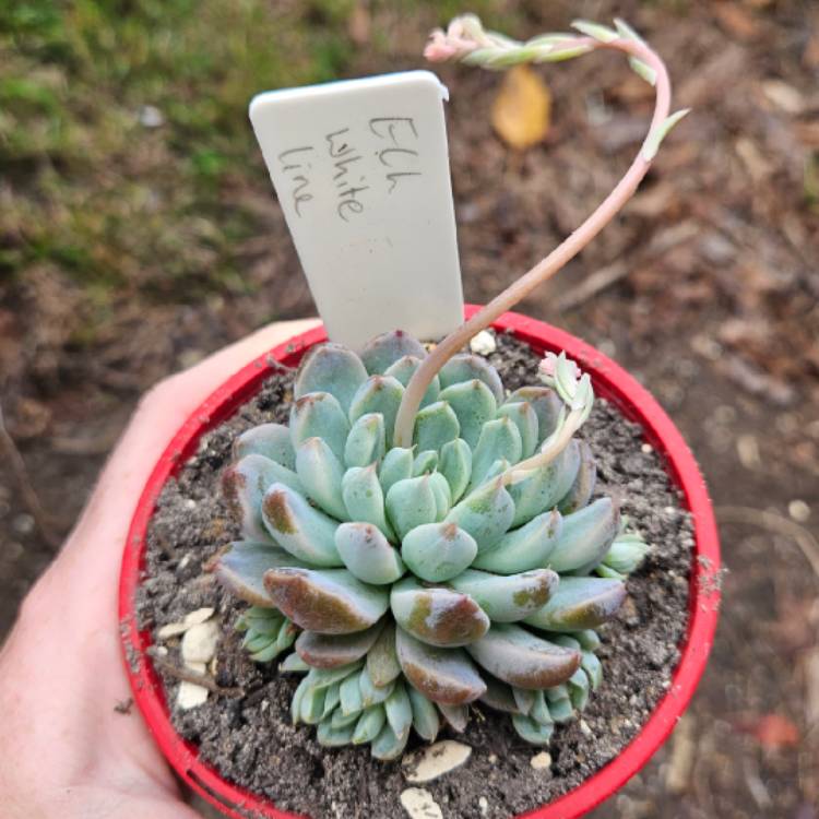 plant image 1683215