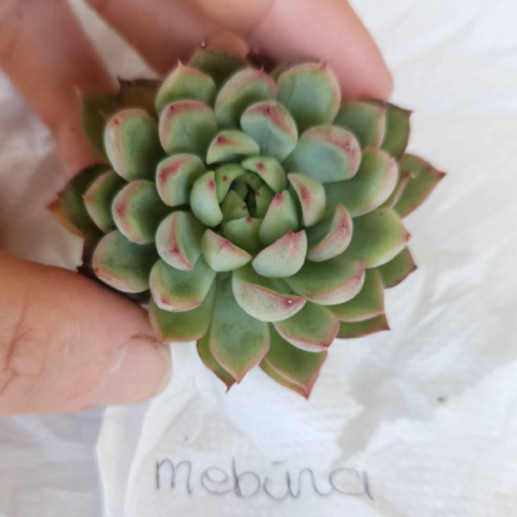 Plant image Echeveria Mebina