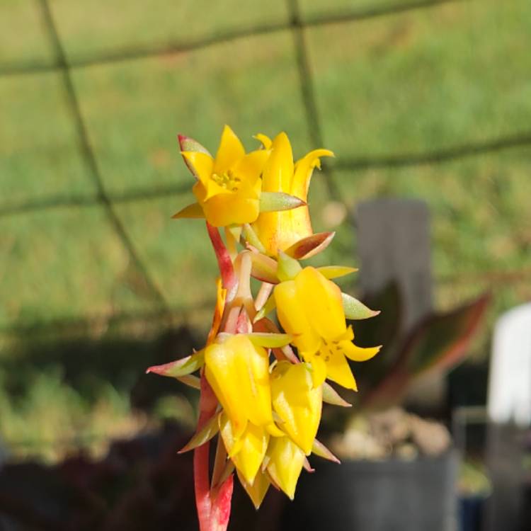 Plant image Echeveria Yamato Haru