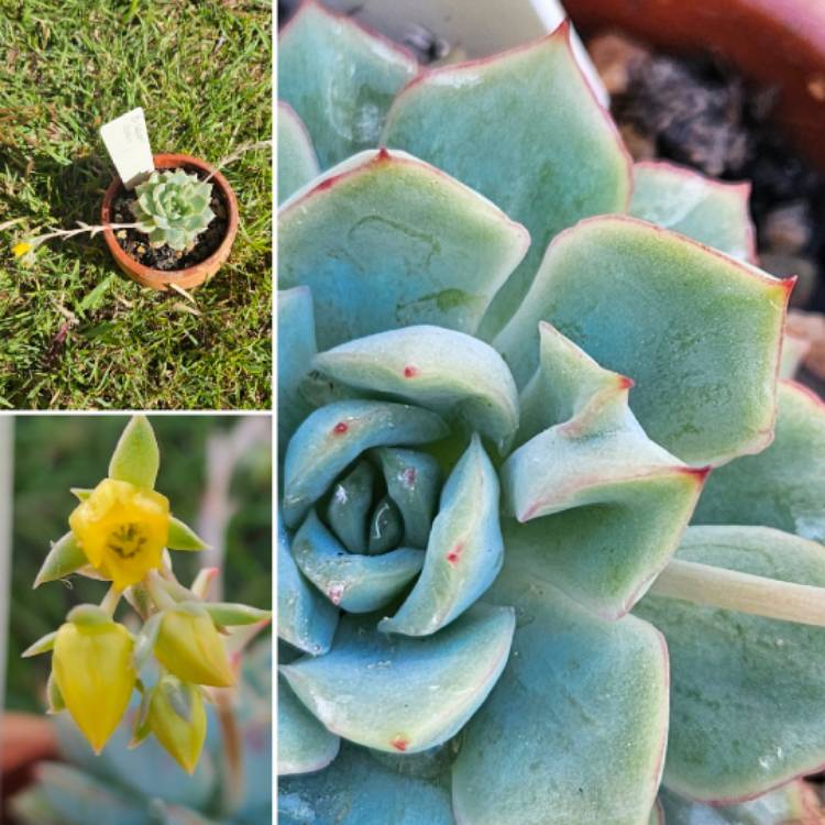 Plant image Echeveria Californica Queen