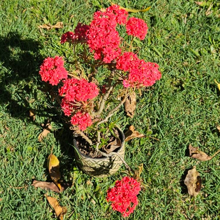 plant image 1684382