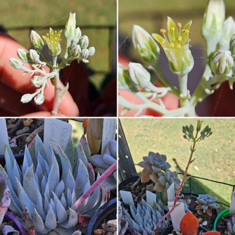 plant image 1684383