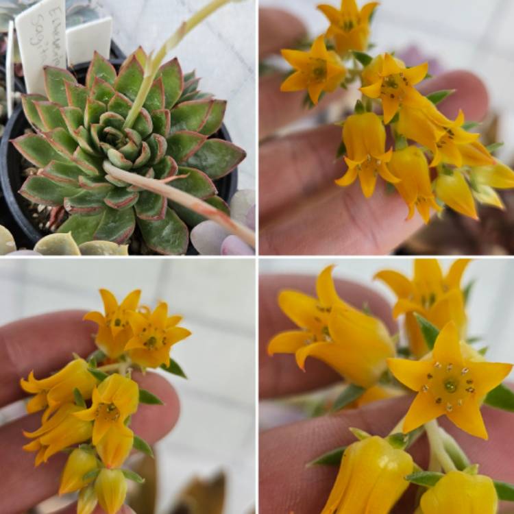 plant image 1686495