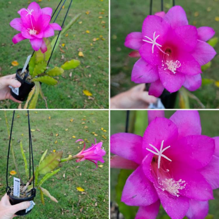 plant image 1687332