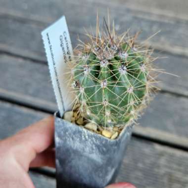 Saguaro Cactus
