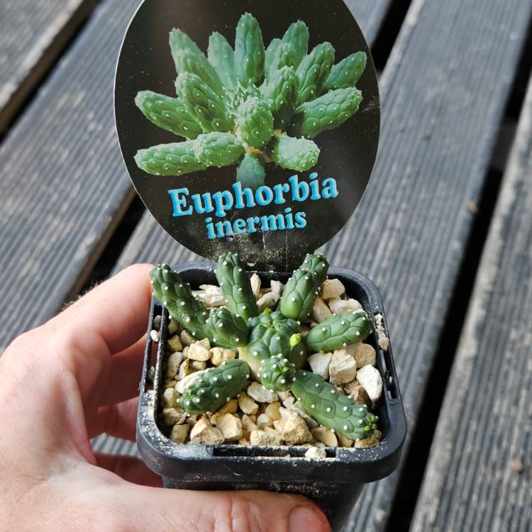plant image 1687464