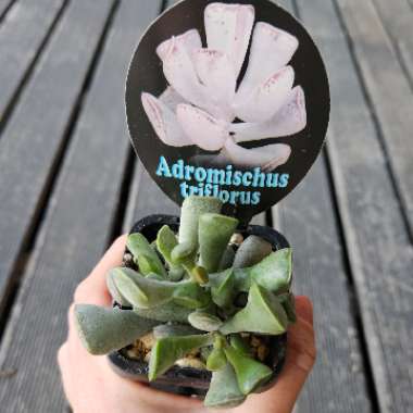 Adromischus triflorus 