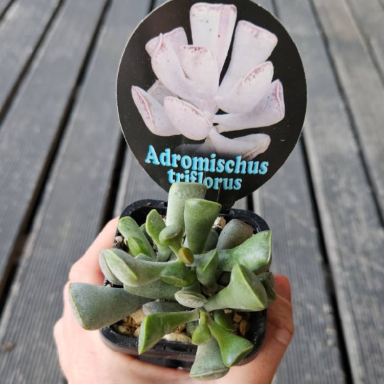 plant image 1687469