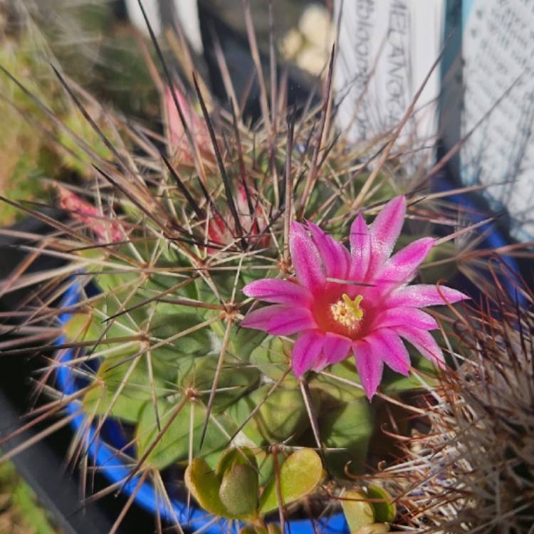 Plant image Mammillaria melanocentra