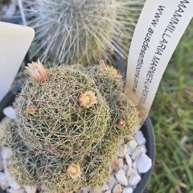 Jod_Jod_1207's plant