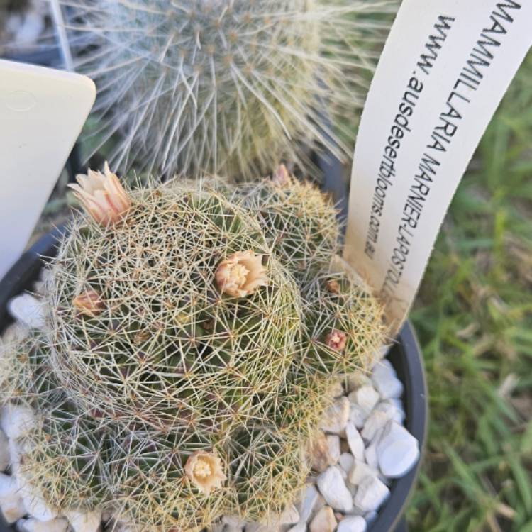 plant image 1687472