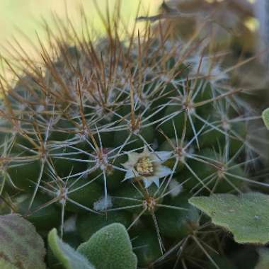 Jod_Jod_1207's plant