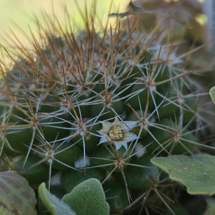 plant image 1687475