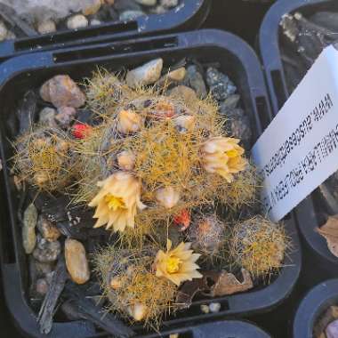 Texan Nipple Cactus