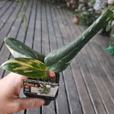 Monstera standleyana 'Albovariegata'