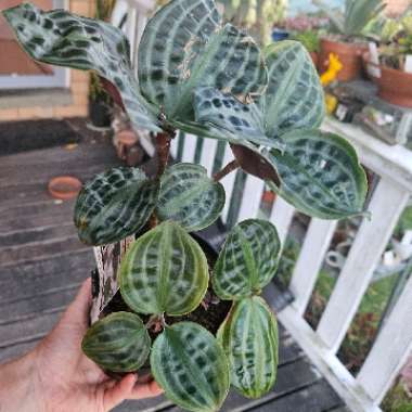 Searsucker Plant