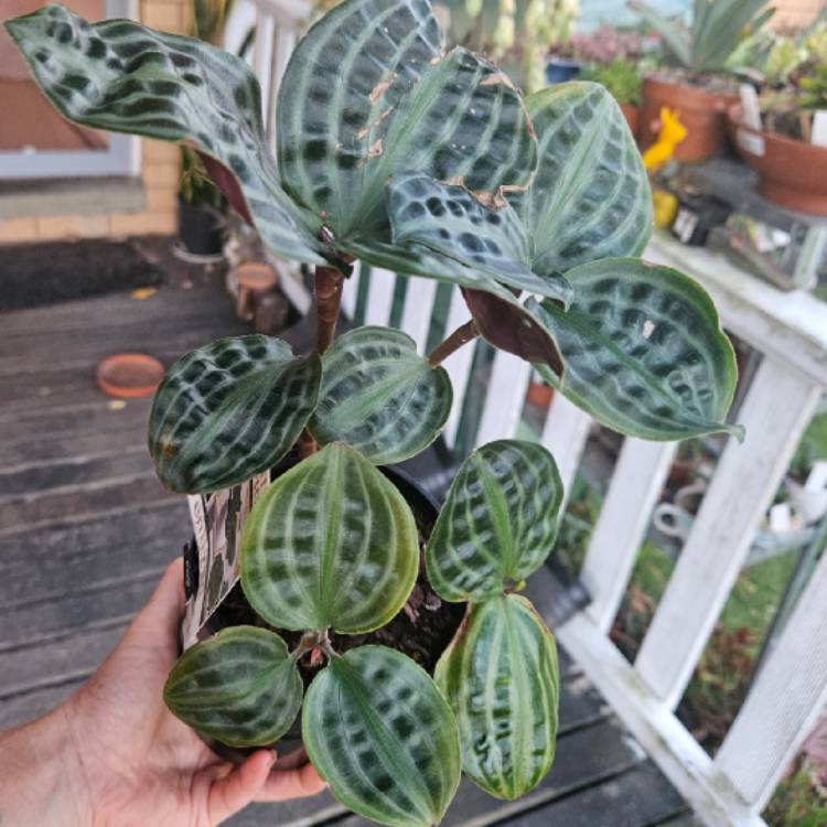 plant image 1688861