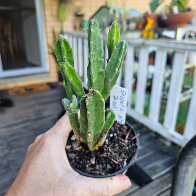Plant image Stapelia leedertziae