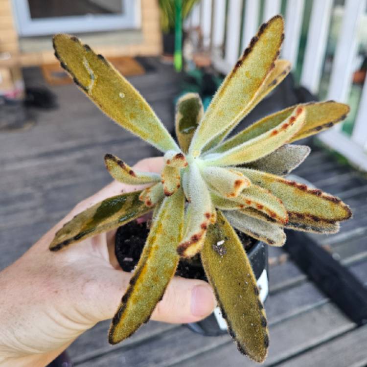 Plant image Kalanchoe Tomentosa Golden Girl