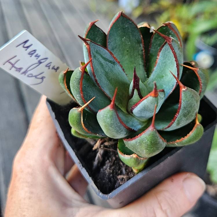 plant image 1694438