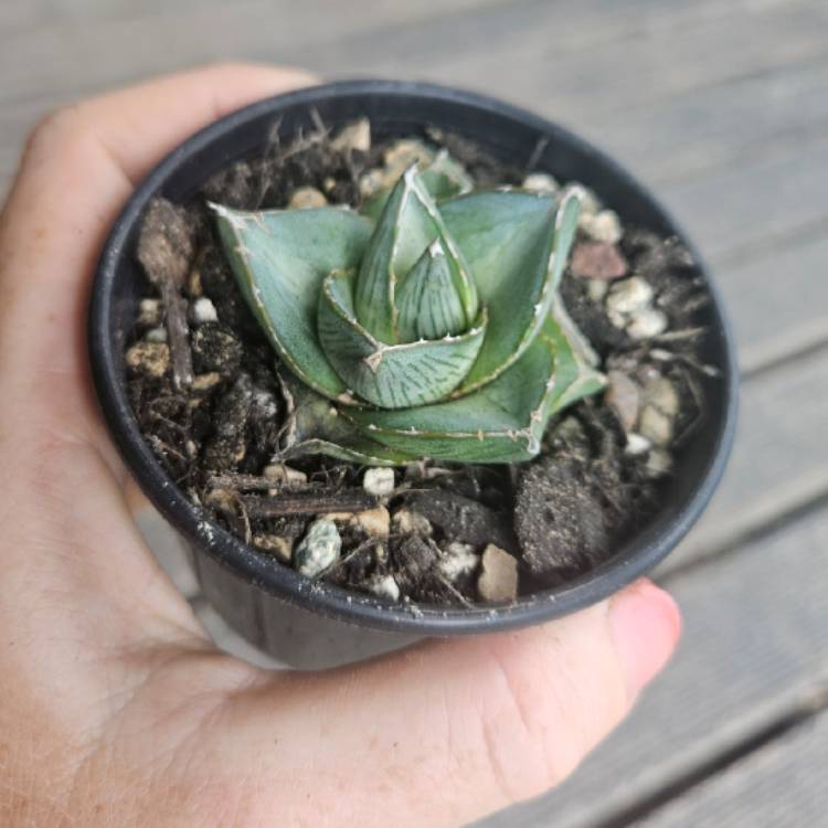 Plant image Agave Pumila