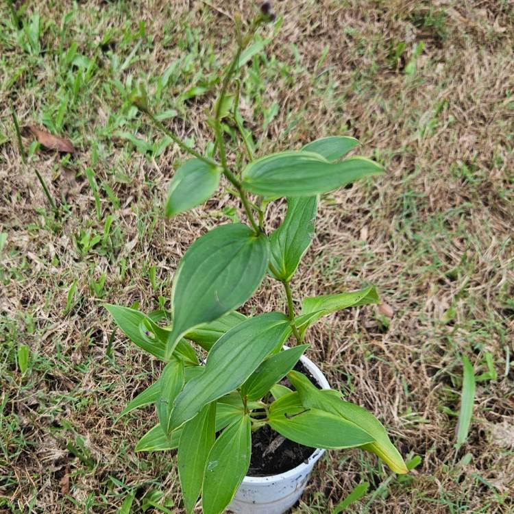 plant image 1700243