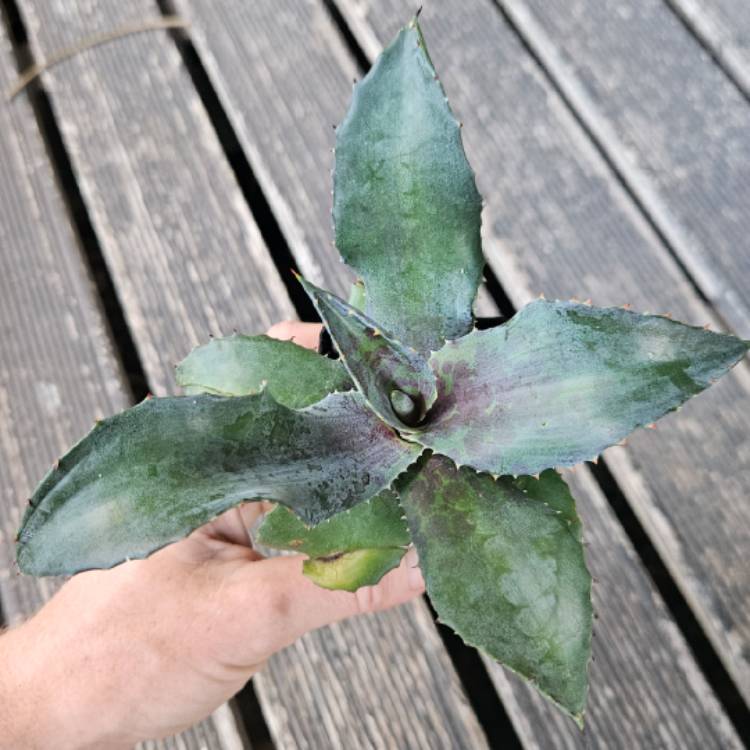 Plant image Mangave ‘Night Owl'