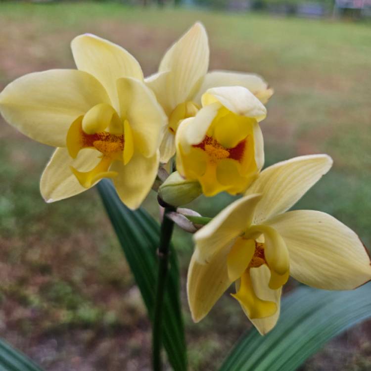 Plant image Spathoglottis Orchid 'Lemon Kiss'