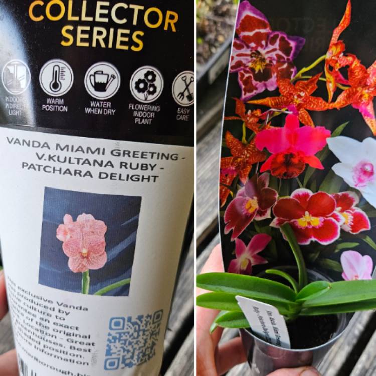 Plant image Vanda