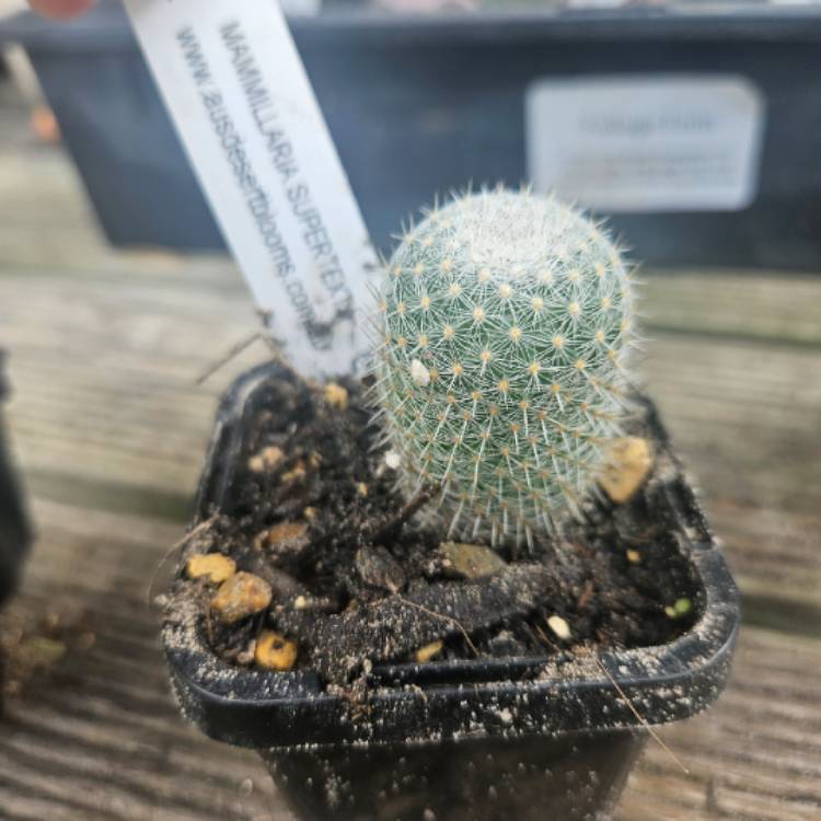 Plant image Mammillaria supertexta