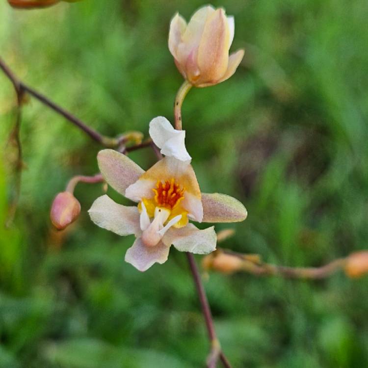 plant image 1710580